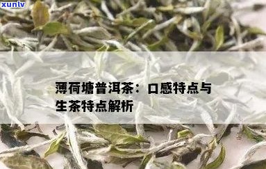 薄荷塘普洱生茶的清新口感与独特韵味