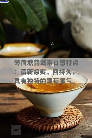 薄荷塘普洱茶的口感特征及其品鉴技巧：一篇全面指南