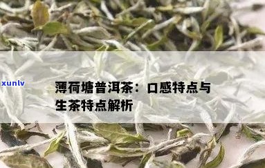 薄荷塘普洱茶的口感特征及其品鉴技巧：一篇全面指南