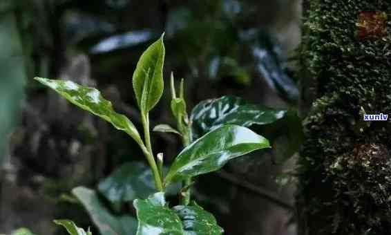 普洱茶薄荷塘属于哪个茶山类型？