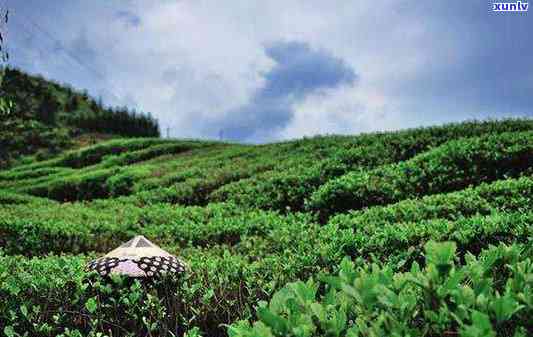 江外六大茶山是哪几个：江北、南糯、攸乐、永德、梧、安溪茶山