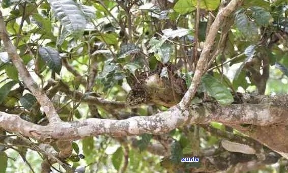 云南开山普洱茶生茶：古树韵味，醇厚回，经典品鉴之选