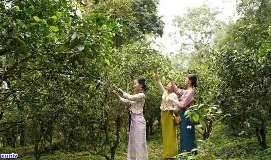 南糯山原生态普洱茶生产：勐海南糯山普洱茶厂的传承与创新