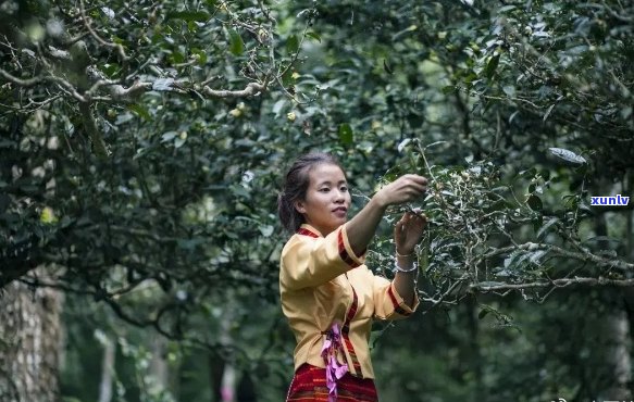 南糯山原生态普洱茶生产：勐海南糯山普洱茶厂的传承与创新