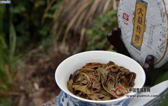 新 古树原料的大益茶品鉴：哪一款茶最为出色？