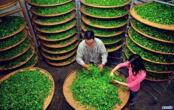 凤凰茶香，七彩缤纷：源自天然的优质茶叶生产基地