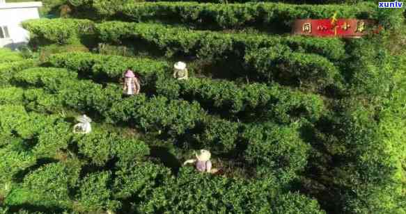 凤凰茶香，七彩缤纷：源自天然的优质茶叶生产基地