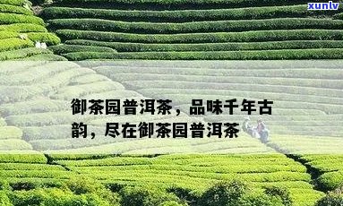 御茶园精选普洱茶：源自古树，醇厚回的秘密口感