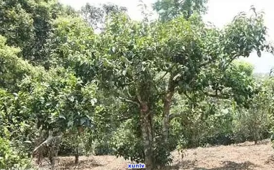 普秀百千叶布朗大树茶：品种、产地、 *** 工艺、功效与口感全方位解析