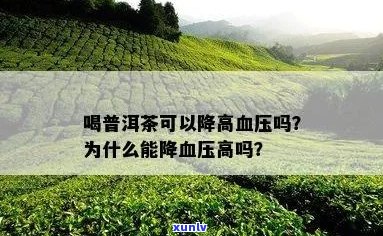 普洱茶喝多了血压高