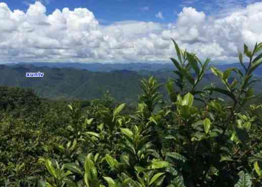 普洱茶六大茶山及其特点，了解这些茶山有助于挑选合适的茶叶