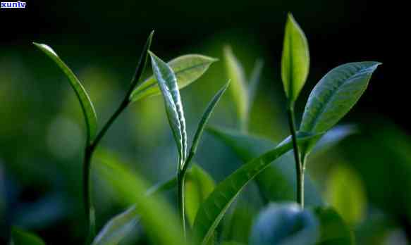 普洱茶颜色沉底不扩散-普洱茶颜色沉底不扩散正常吗