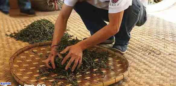 探索普洱茶 *** 的精髓：初制工序的重要性与影响