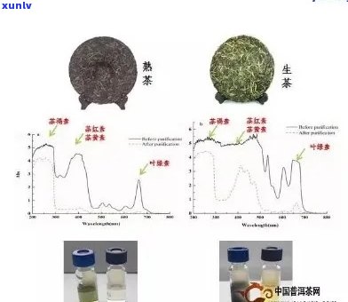 普洱茶中是否含有儿茶素？儿茶素在普洱茶中的作用及其对健的影响是什么？