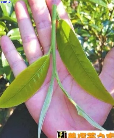 清香溢彩：一片树叶普洱茶的魅力与传承