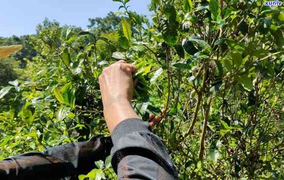 4月采的普洱茶叶