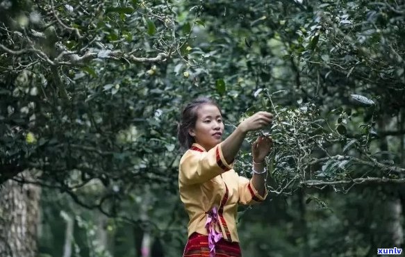 景迈山普洱茶的独特风味及其 *** 工艺分析