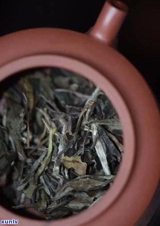 品质优良的普洱茶饼选购指南：从原料到 *** 工艺的全面解析