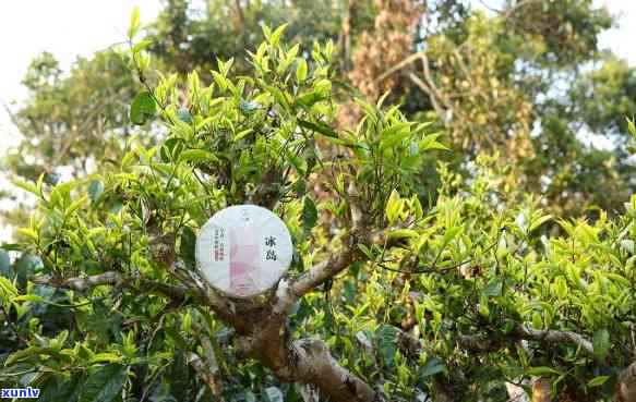 普洱茶干泡与湿泡法的详细比较：了解两种泡茶 *** 的异同及适用场景