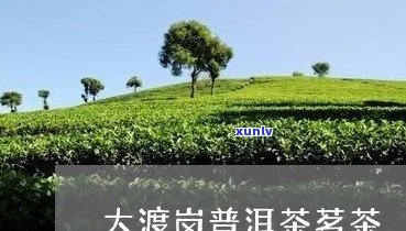 大渡岗普洱茶专营店 *** 地址：云南大渡岗普洱茶厂，发展股份