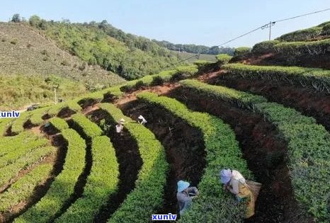 大渡岗茶叶怎么样？云南大渡岗茶叶实业总公司，好喝吗？