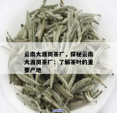 大渡岗茶叶怎么样？云南大渡岗茶叶实业总公司，好喝吗？