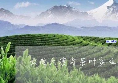 大渡岗茶叶怎么样？云南大渡岗茶叶实业总公司，好喝吗？