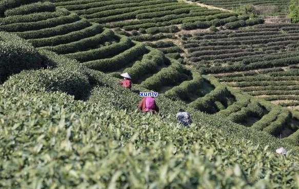 生态种植，传统工艺，精品龙井茶——景龙茶业引领高品质茶叶时代