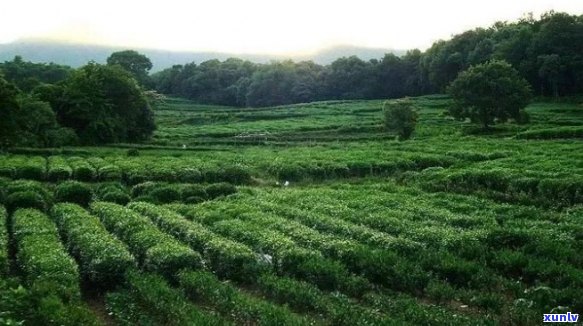 生态种植，传统工艺，精品龙井茶——景龙茶业引领高品质茶叶时代