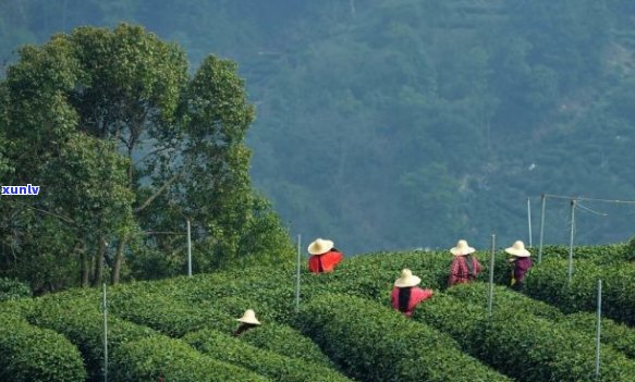 生态种植，传统工艺，精品龙井茶——景龙茶业引领高品质茶叶时代