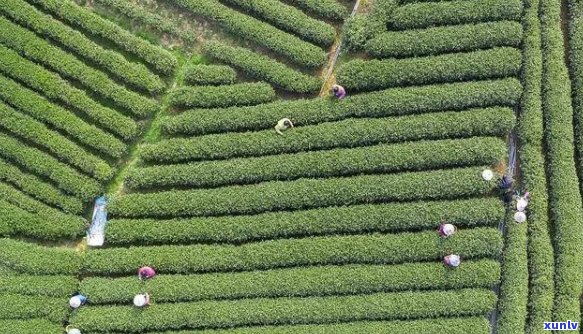 生态种植，传统工艺，精品龙井茶——景龙茶业引领高品质茶叶时代