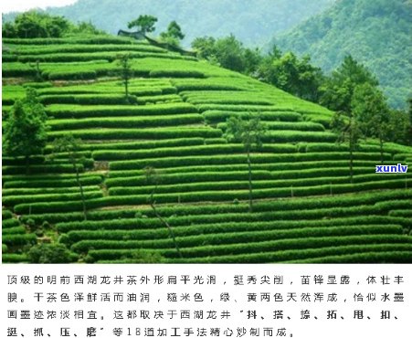 生态种植，传统工艺，精品龙井茶——景龙茶业引领高品质茶叶时代