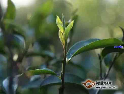 丁家寨茶叶价钱、价格与口感特点：探究丁家寨古树茶农的故事