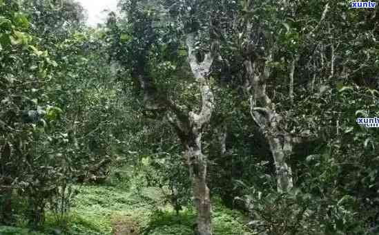 丁家寨雨林古树普洱生茶：探索雨林深处的茶文化与生态环境