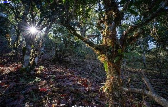 丁家寨雨林古树普洱生茶：探索雨林深处的茶文化与生态环境