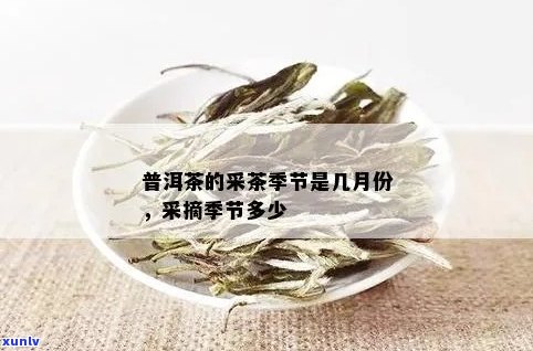 普洱茶一年几喝，什么时候喝？采茶节和上市时间是什么时候？