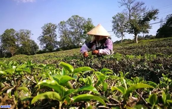 普洱茶丰收时节：探寻古树茶的魅力与收获