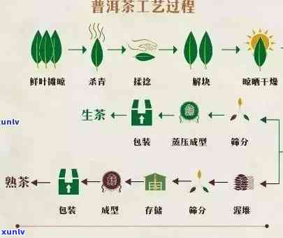 大益普洱茶：品种、产地、 *** 工艺与口感的全面对比分析