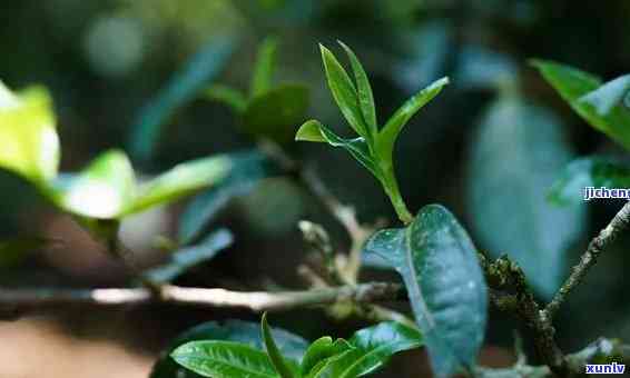 普洱茶青味多久下降：探讨普洱生茶中青味消退的原因及时间