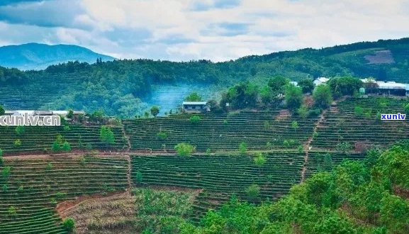 勐腊县：探索普洱茶的产地，了解其独特的风味与魅力