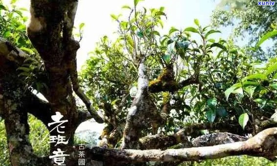 探寻普洱茶名产地：从古树到现代工艺的魅力之地