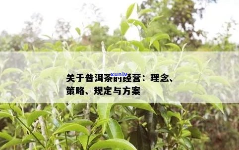 普洱茶运营完整方案及团队管理：如何撰写与总监相关的问题解答