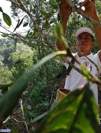 普洱茶采摘的频率：一年中的特定节与采摘时机探讨