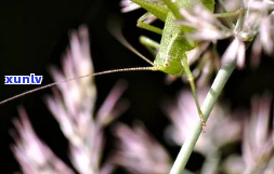 普洱茶多喝会导致消化不适？如何避免这种情况？