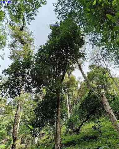 五家村古树茶特点分析：品质越，香气浓，回生津，耐泡不衰。