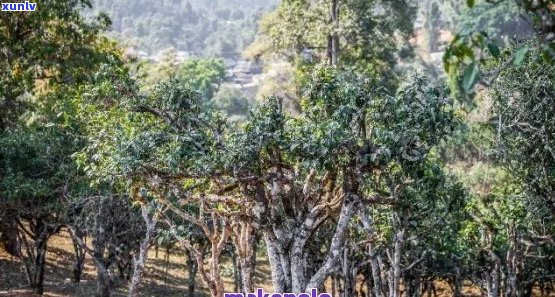 普洱茶南糯茶山：探索云南茶叶的魅力与选购指南