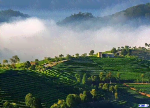 普洱茶南糯茶山：探索云南茶叶的魅力与选购指南