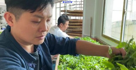 南糯山普洱茶：品质与价格分析，选购指南与市场调研