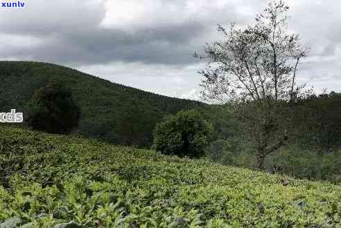 普洱茶南糯茶山：探索云南茶叶的魅力与选购指南