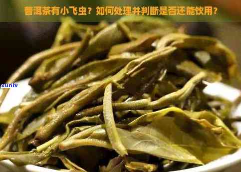 普洱茶中发现小虫子：是否可以安全饮用？